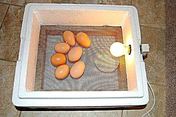 Kako narediti jajčni inkubator z lastnimi rokami