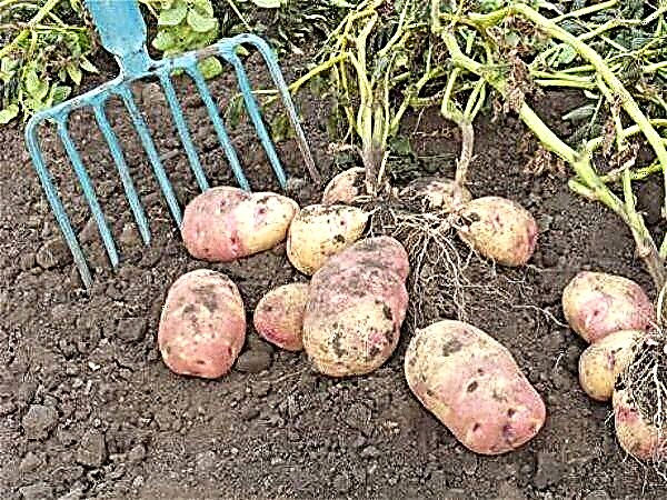 Hvad er den korrekte dybde for at plante kartofler