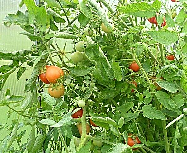 Mga katangian at paglalarawan ng Stolypin tomato variety