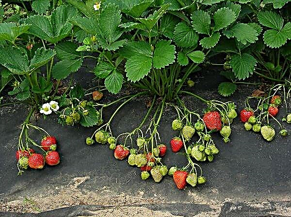 Hur man planterar jordgubbar ordentligt under svart täckmaterial