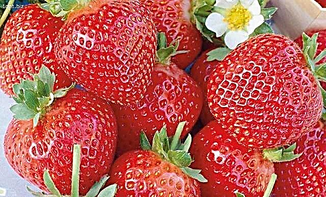 Fordele og beskrivelse af sorten Elsanta jordbær
