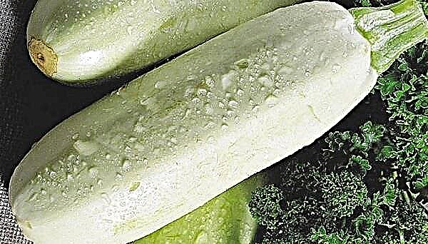 Penjelasan lengkap tentang variasi roller zucchini dan budidayanya