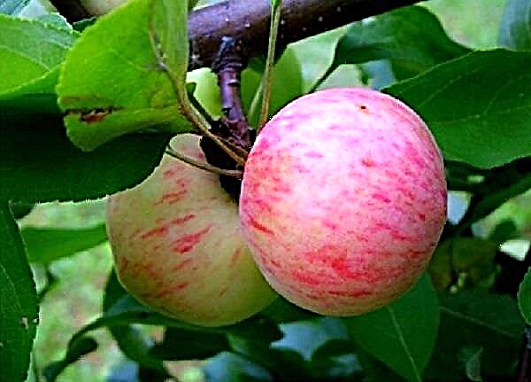 En detaljeret beskrivelse af æbletypen Grushovka