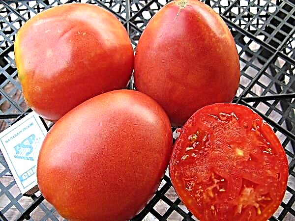 Karakteristika og beskrivelse af standard tomatsort Nastenka