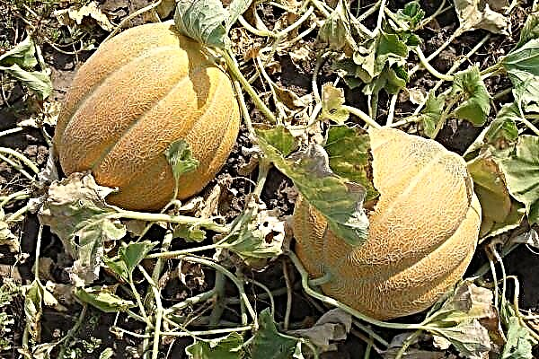 Beschreiwung vun der Varietéit an de Feature vun der wuessender ethiopescher Melon