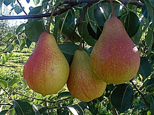 ຜົນປະໂຫຍດແລະຄວາມເສຍຫາຍຂອງ pears ສໍາລັບສຸຂະພາບຂອງຜູ້ຊາຍແລະແມ່ຍິງ