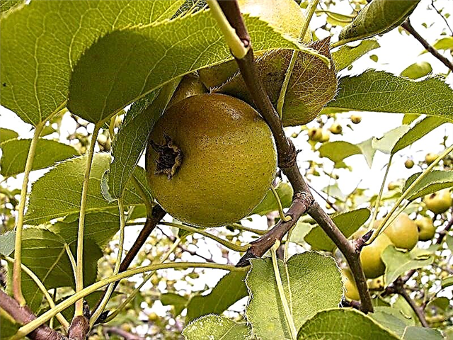 Karakteristikat medicinale dhe karakteristikat e dardhës së egër