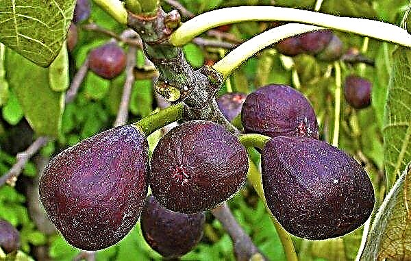 Совети за одгледување смокви дома