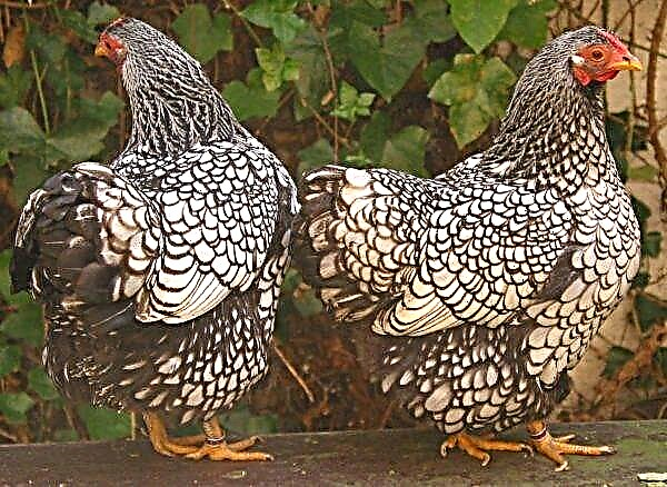 مرغیوں کے 13 بہترین انڈے اور گوشت کی نسلیں