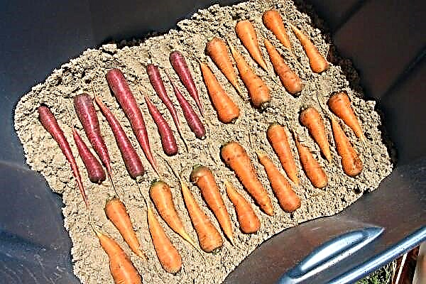 5 начина за съхранение на моркови у дома