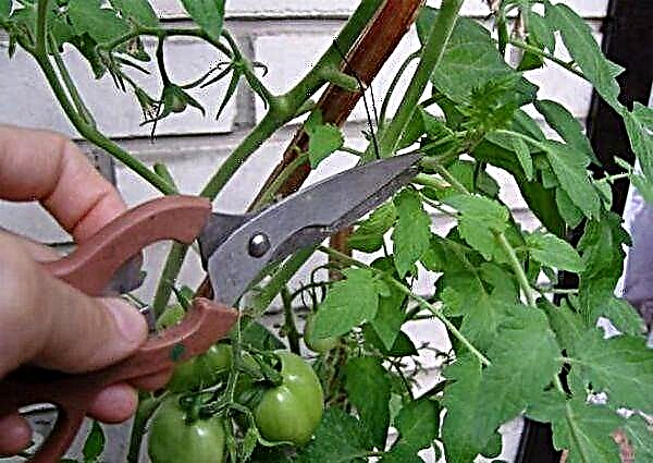Bagaimana dan bila memilih daun tomato di rumah hijau