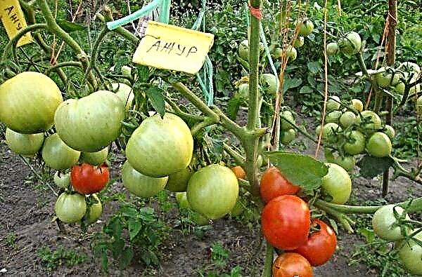 Njirimara na nkọwa nke tomato dịgasị iche iche Azhur