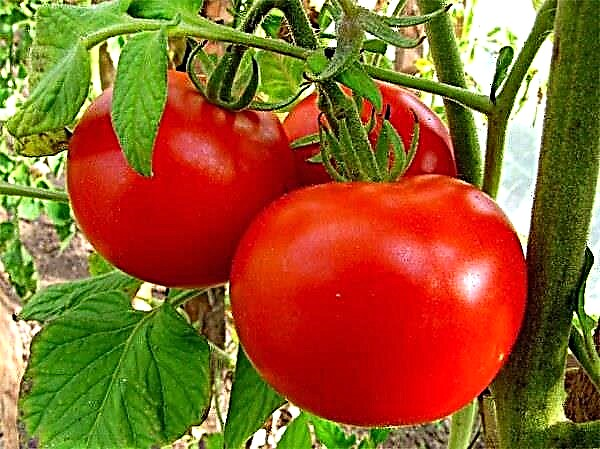 Karakteristikat dhe përshkrimi i një varieteti të hershëm të domateve të pjekur Moskvich
