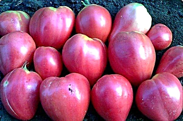 Potpuni opis i karakteristike voćnog srca sorte paradajza
