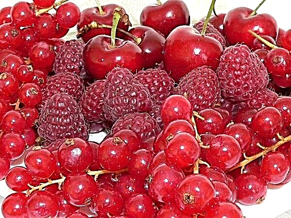 Cele mai cunoscute 14 fructe de padure rosii