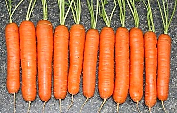 Description et caractéristiques de la variété carotte Nantes 4