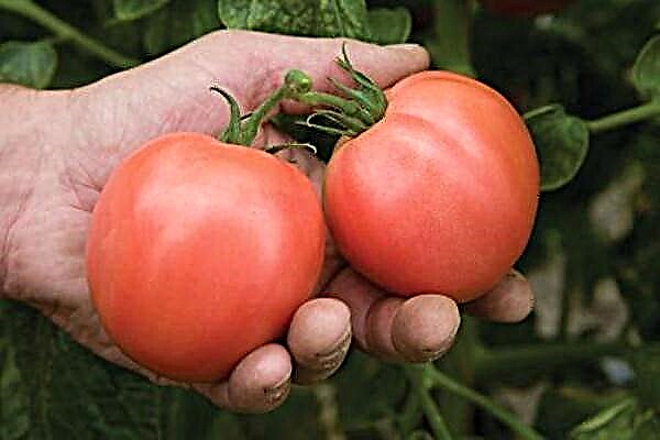 Torbey barietateko tomate arrosaren deskribapen zehatza eta ezaugarriak