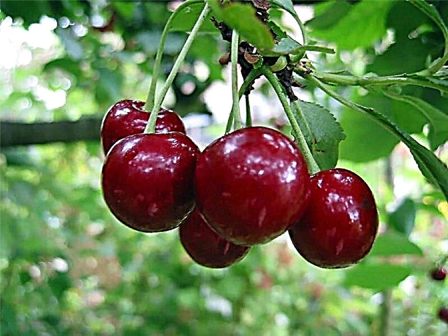 អត្ថប្រយោជន៍និងការធ្វើឱ្យអន្តរាយដល់ផ្លែ cherries សម្រាប់រាងកាយមនុស្ស