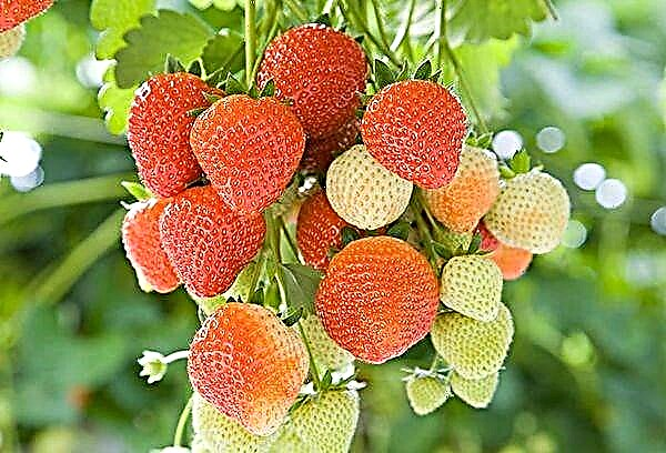 सबसे लोकप्रिय स्ट्रॉबेरी किस्मों में से 27