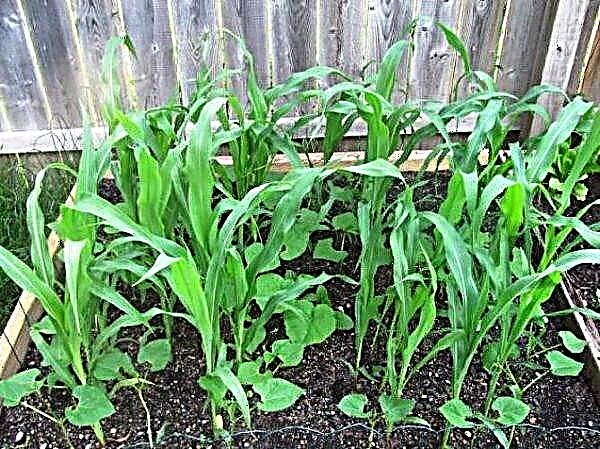 Правилно засаждане на краставици с царевица на открито