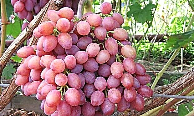 Szczegółowy opis odmiany winogron Cardinal