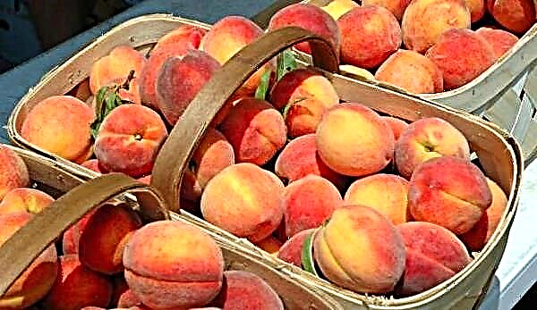 19 besten Pfirsichsorten und ihre Beschreibung