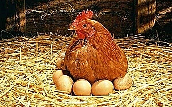 家で産卵鶏の適切な給餌