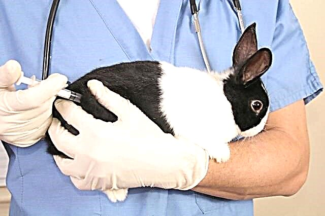 Como, o quê e quando vacinar coelhos?